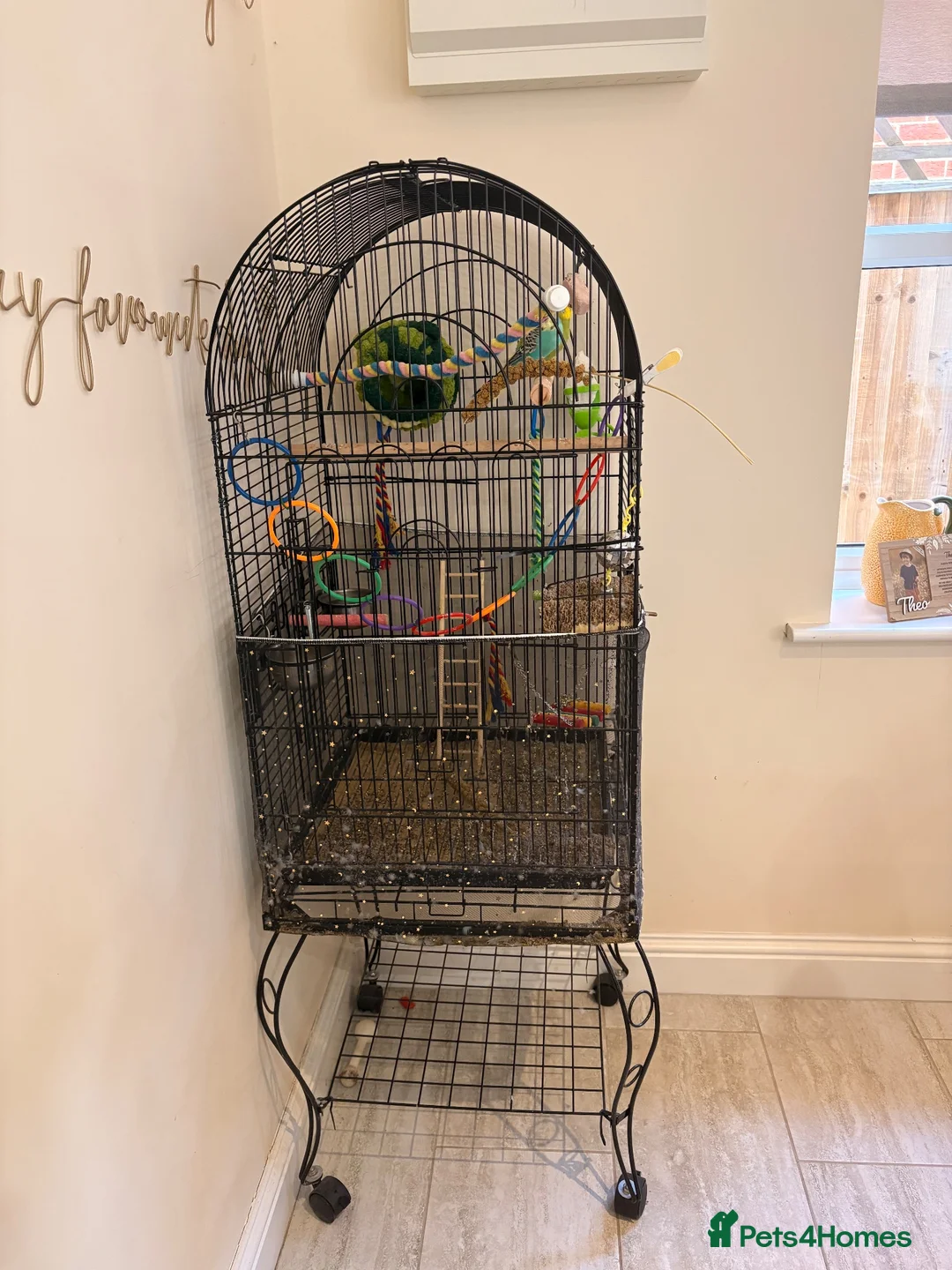 Budgerigars birds for sale: Pair of budgies  - Advert 2