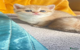 British Shorthair cats for sale: Gorgeous pure breed colour point and golden kitten - Image 29