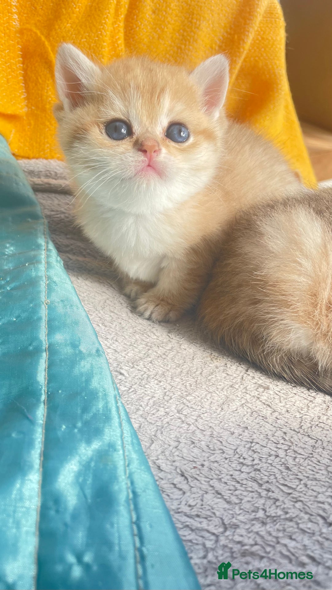 British Shorthair cats for sale: Gorgeous pure breed colour point and golden kitten - Image 29