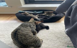 Domestic Shorthair cats for sale: Classic Tabby Domestic shorthair - Image 9
