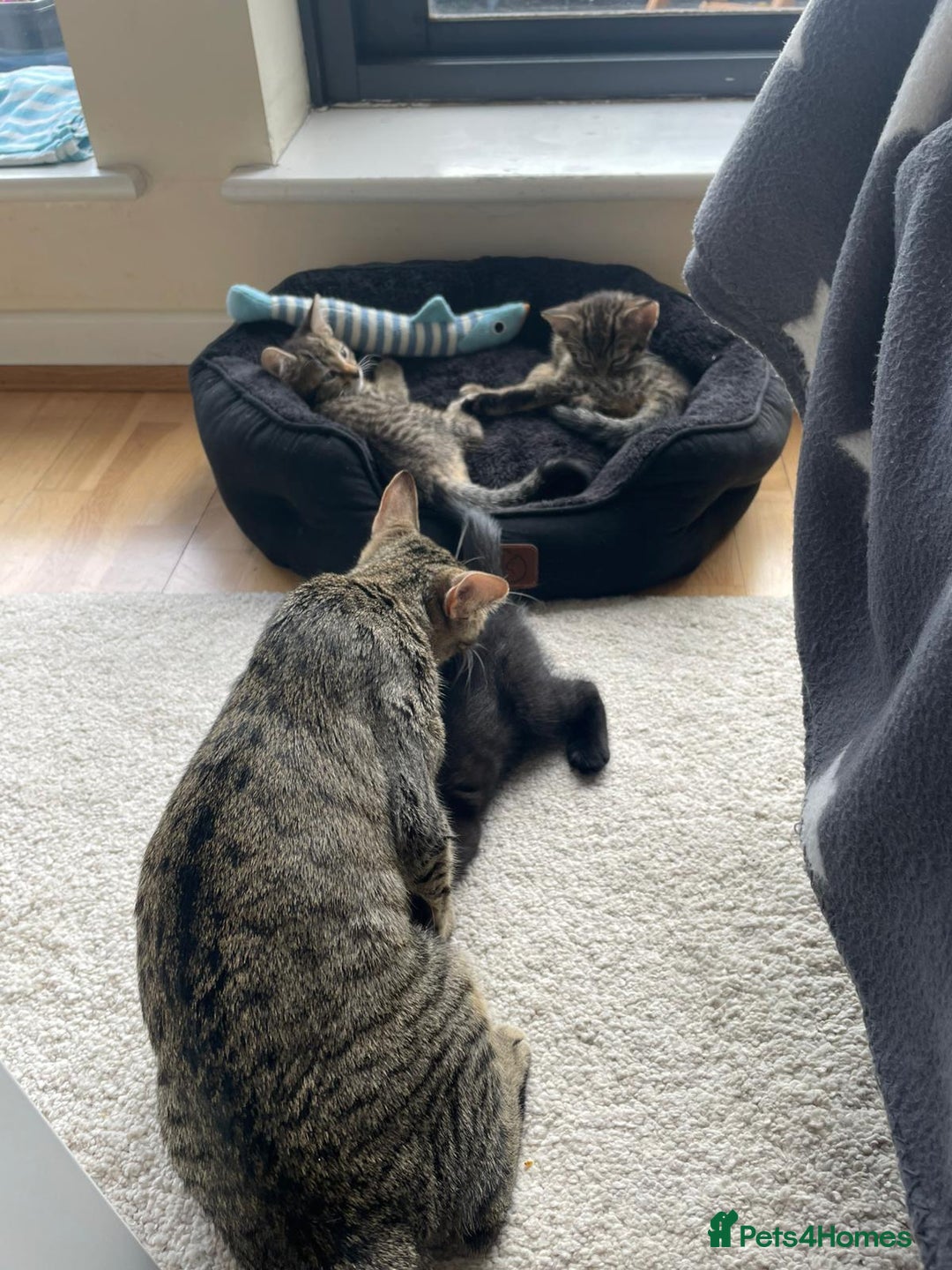 Domestic Shorthair cats for sale: Classic Tabby Domestic shorthair - Image 9