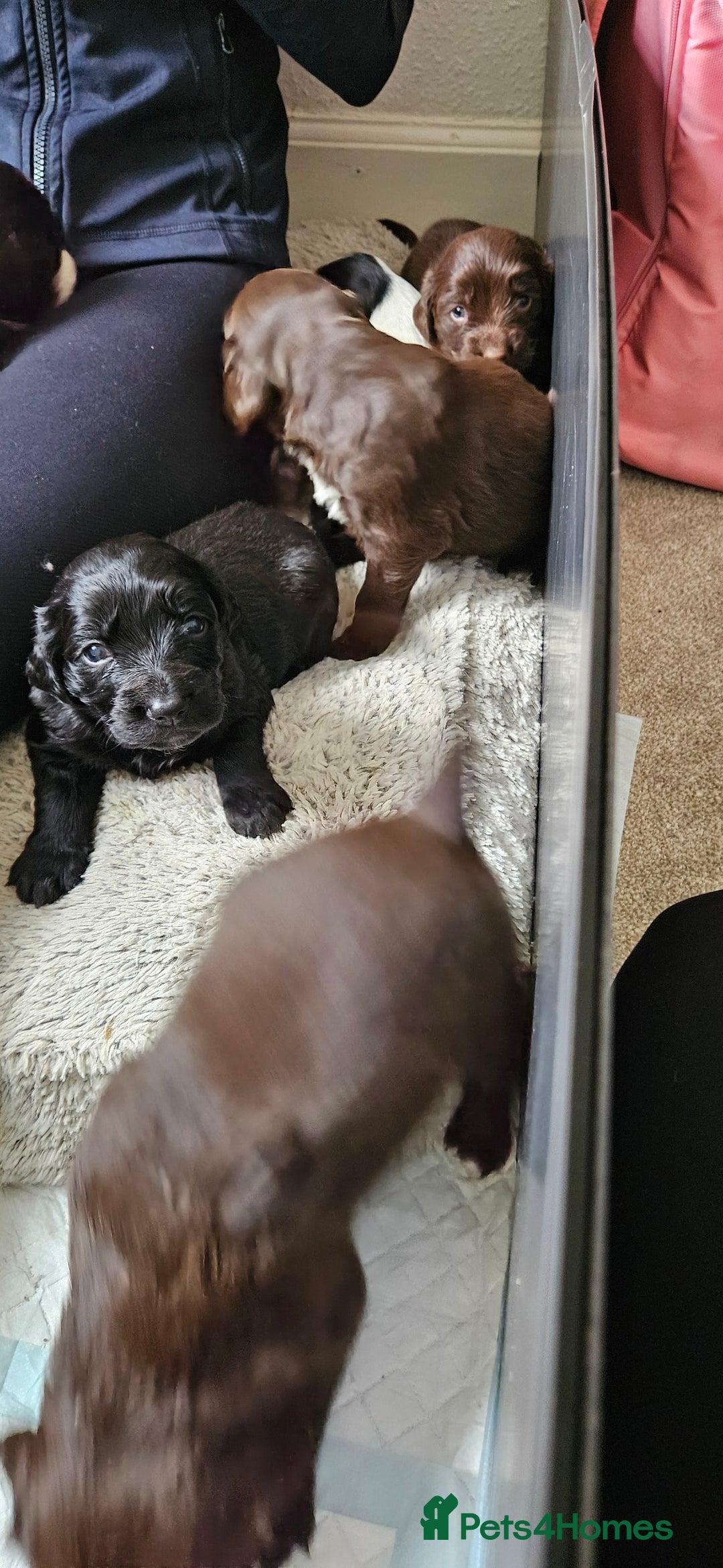 Mixed Breed dogs for sale: Spangold puppies  - Advert 6