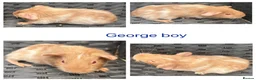 Guinea Pig rodents for sale: X8 baby boy/boar/male guinea pigs ready now.  - Advert 4