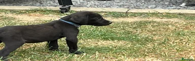 Labrador Retriever 5
