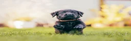 Labradoodle dogs for sale: Ready now! F2 Miniature double doodles - Advert 5