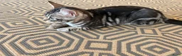 Bengal cats for sale: Bengal X - Advert 16