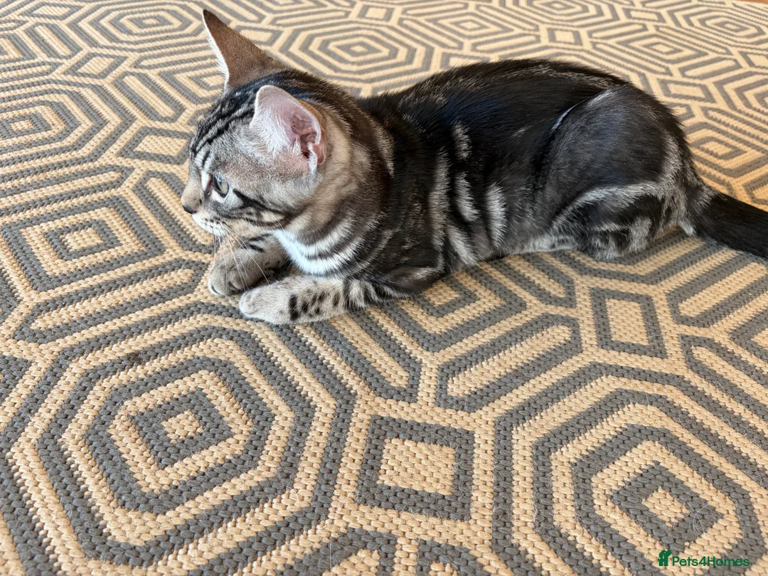 Bengal cats for sale: Bengal X - Advert 16