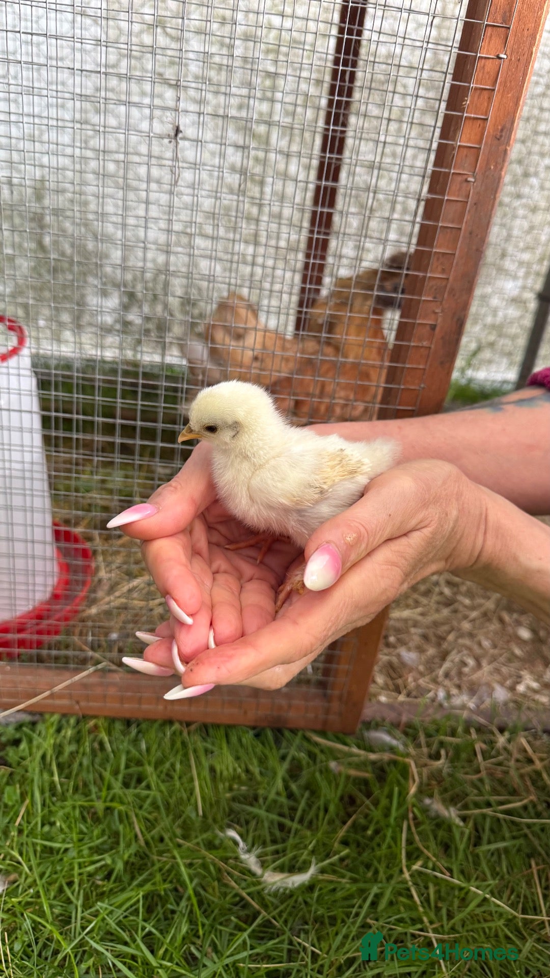 Chickens poultry 🐣 6 GORGEOUS 3 WEEKS OLD SILKIE CHICKS AVAILABLE  - Advert 1