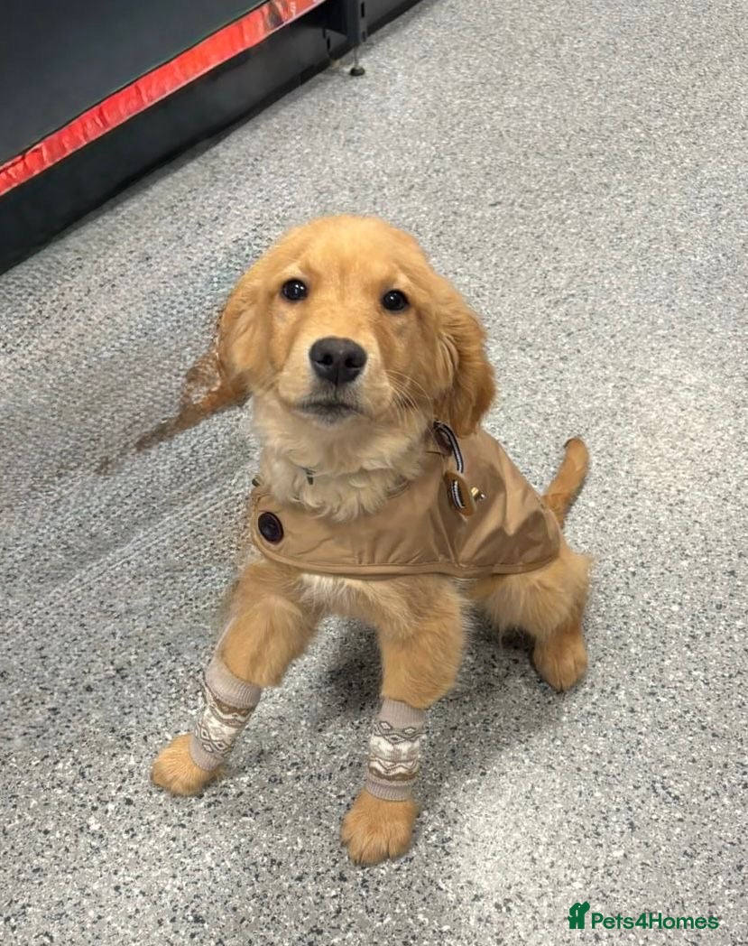 Golden Retriever dogs Beautiful kc reg golden retriever boy - Advert 2