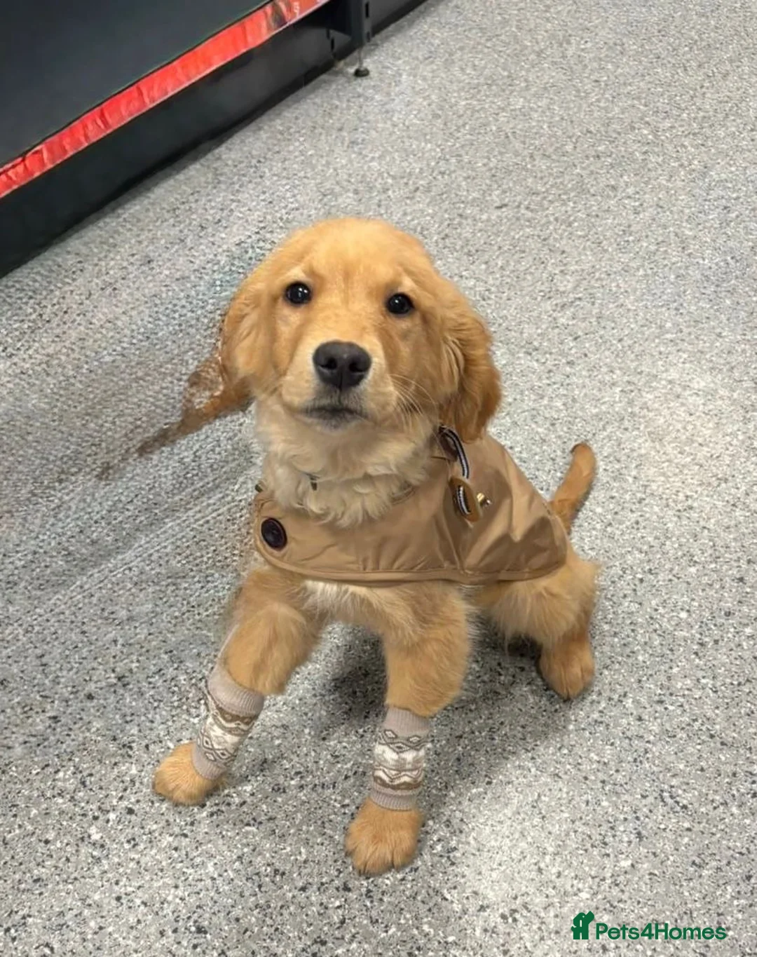 Golden Retriever dogs for sale: Beautiful kc reg golden retriever boy - Advert 1