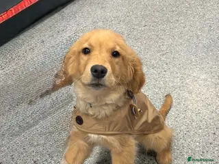 Golden Retriever dogs Beautiful kc reg golden retriever boy - Advert 2