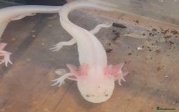 Axolotl reptiles for sale: Axolotls  - Image 1