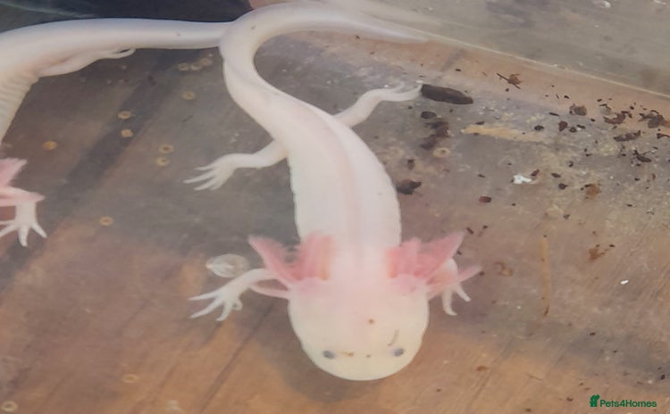 Axolotl reptiles - Advert 7
