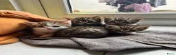 Mixed Breed cats for sale: beautiful kittens  in Slough - Advert 18