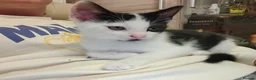 Mixed Breed cats for sale: Kittens - Advert 3