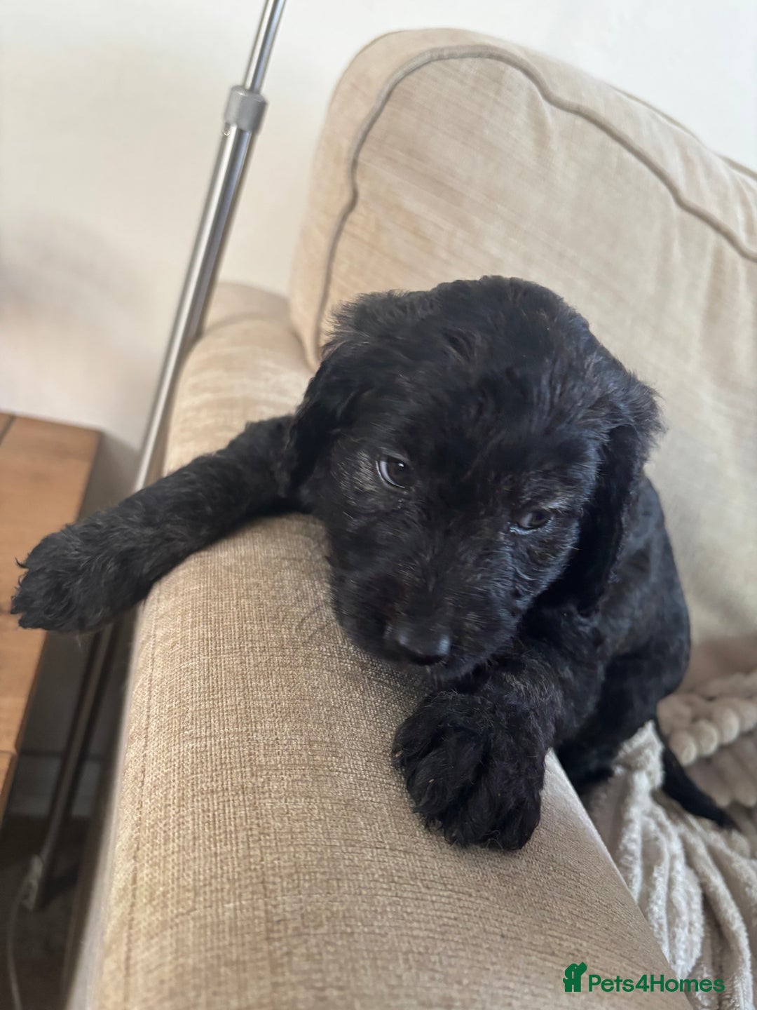 Goldendoodle dogs for sale: 12 Stunning Goldendoodles - Image 31