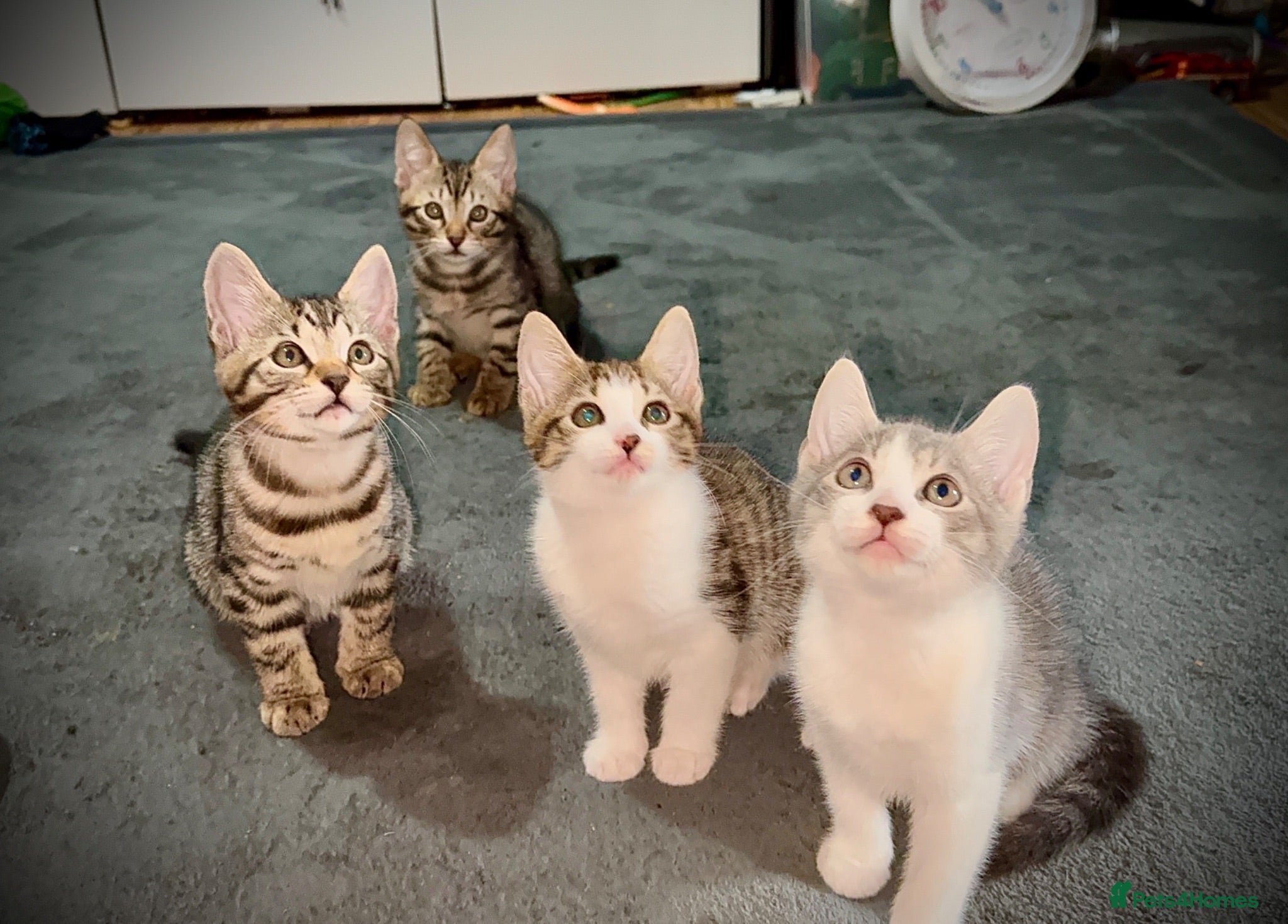 Mixed Breed cats Beautiful Bengal x Domestic Short Hair Kittens 🐾 - Advert 17