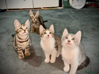 Mixed Breed cats Beautiful Bengal x Domestic Short Hair Kittens 🐾 - Advert 5