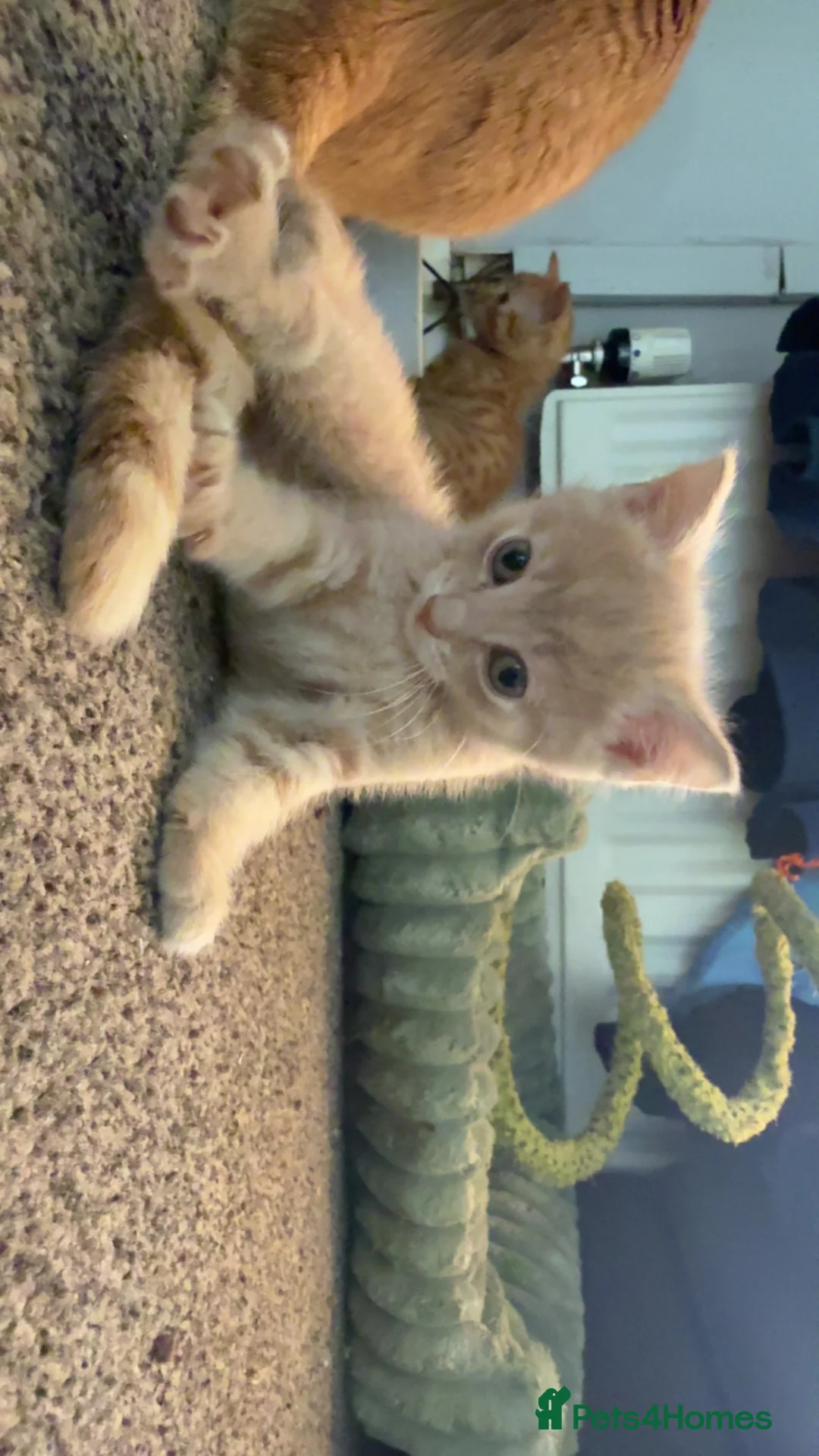 Mixed Breed cats for sale: Lovely kitten for sale  - Advert 4