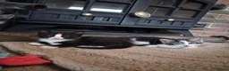 Domestic Shorthair cats for sale: 4 gorgeous female kittens - Advert 7