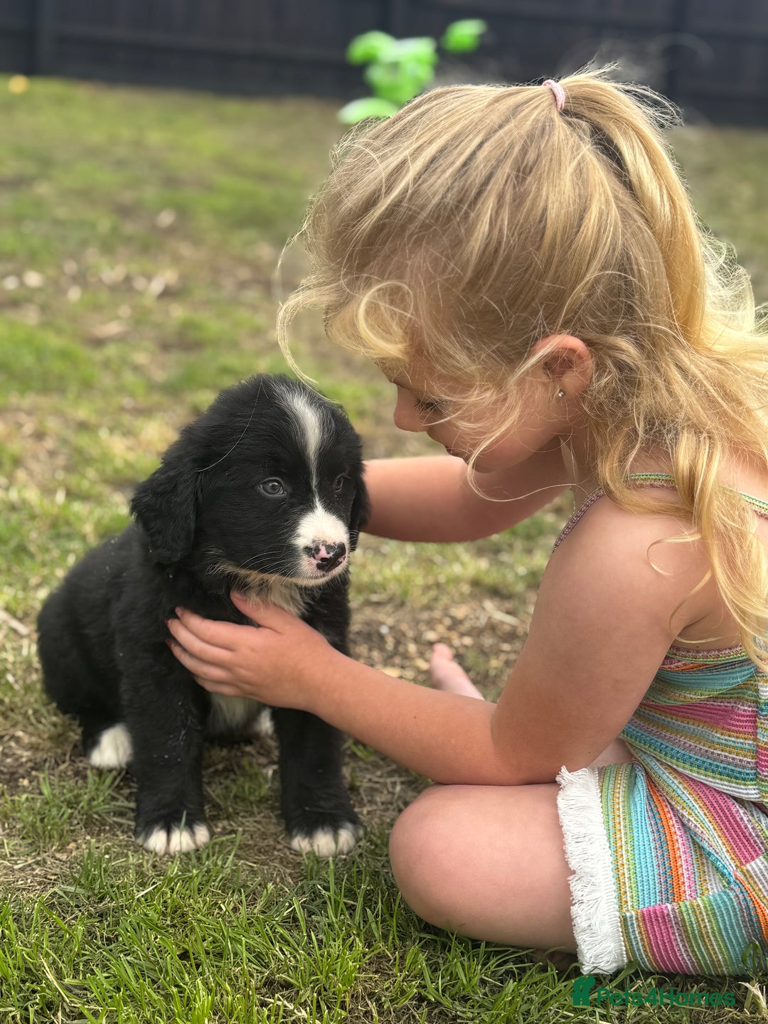 Mixed Breed dogs for sale: Labernese x Bernese mountain dog puppies  - Image 2