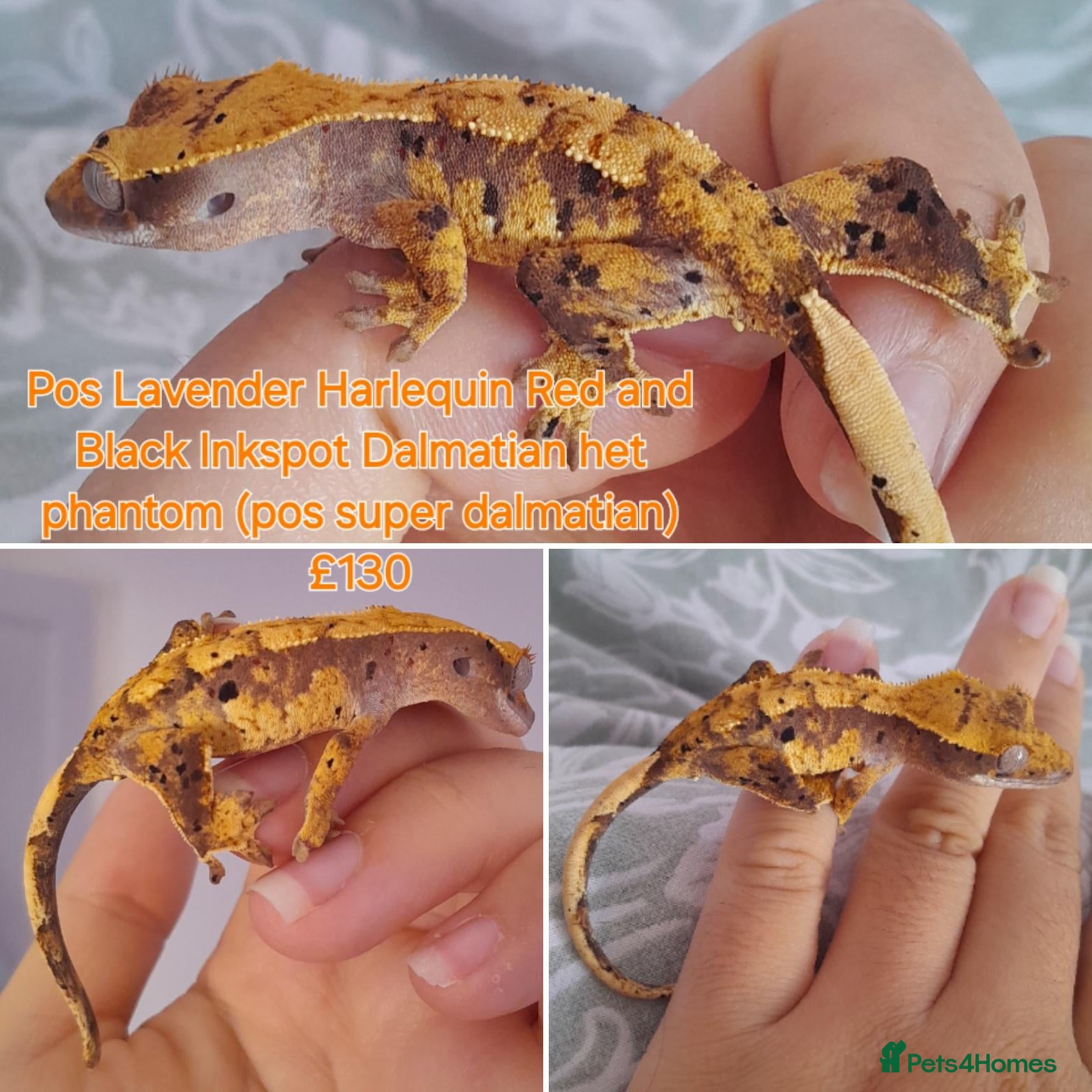 Gecko reptiles Juvinile Crested Geckos various morphs  - Advert 1