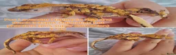 Gecko reptiles for sale: Juvinile Crested Geckos various morphs  - Advert 5