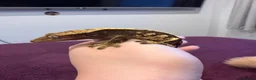 Gecko reptiles for sale: Jupiter the crested gecko  - Advert 6