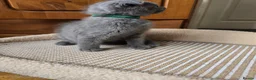Scottish Fold cats for sale: Kittens scottish fold blue color - Advert 6