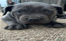 Cane Corso dogs for sale: Beautiful Blue Cane Corso Girls Ready Now - Image 8