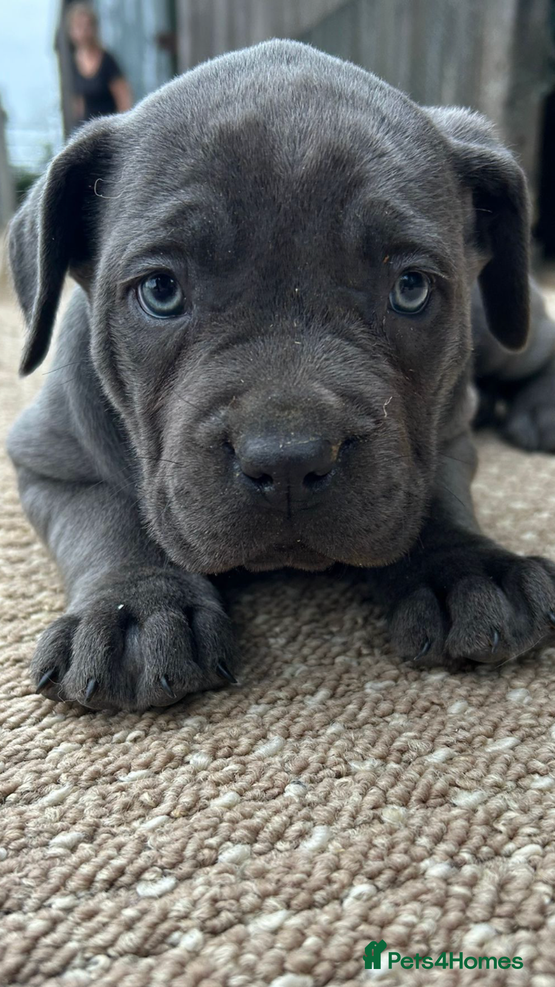 Cane Corso dogs for sale: Beautiful Blue Cane Corso Girls Ready Now - Image 8