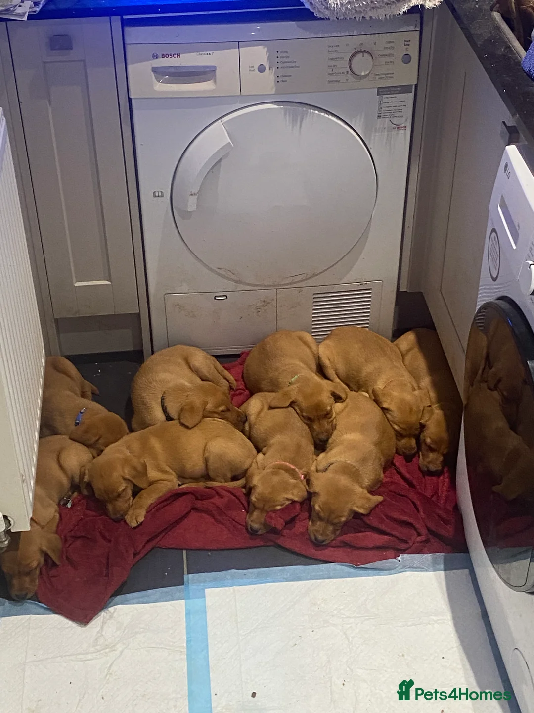 Labrador Retriever dogs for sale: Fox red Labrador puppies in Torpoint - Advert 2