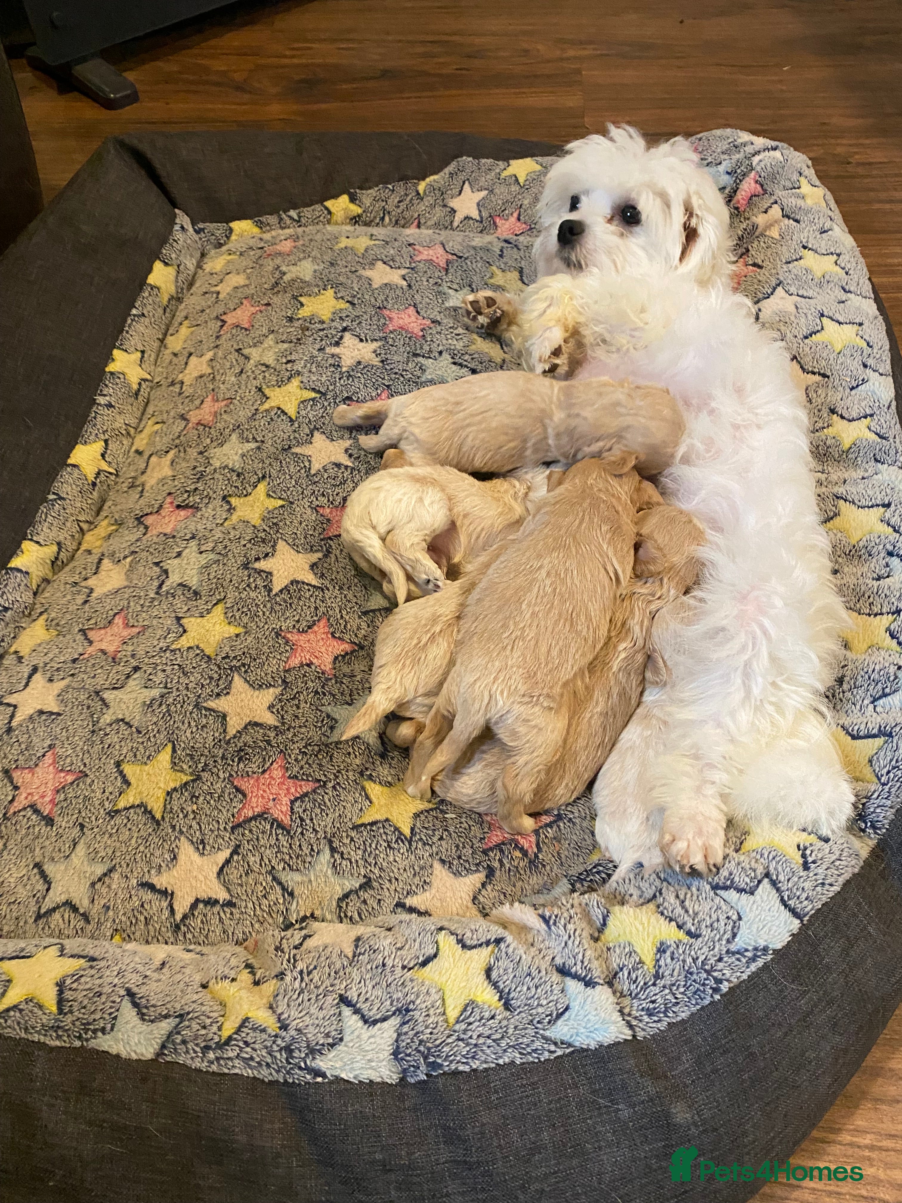 Maltipoo dogs Adorable Maltipoos Puppies  - Advert 5