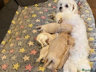 Maltipoo dogs Adorable Maltipoos Puppies - Advert 5