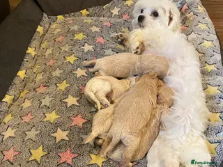 Maltipoo dogs Adorable Maltipoos Puppies - Advert 15