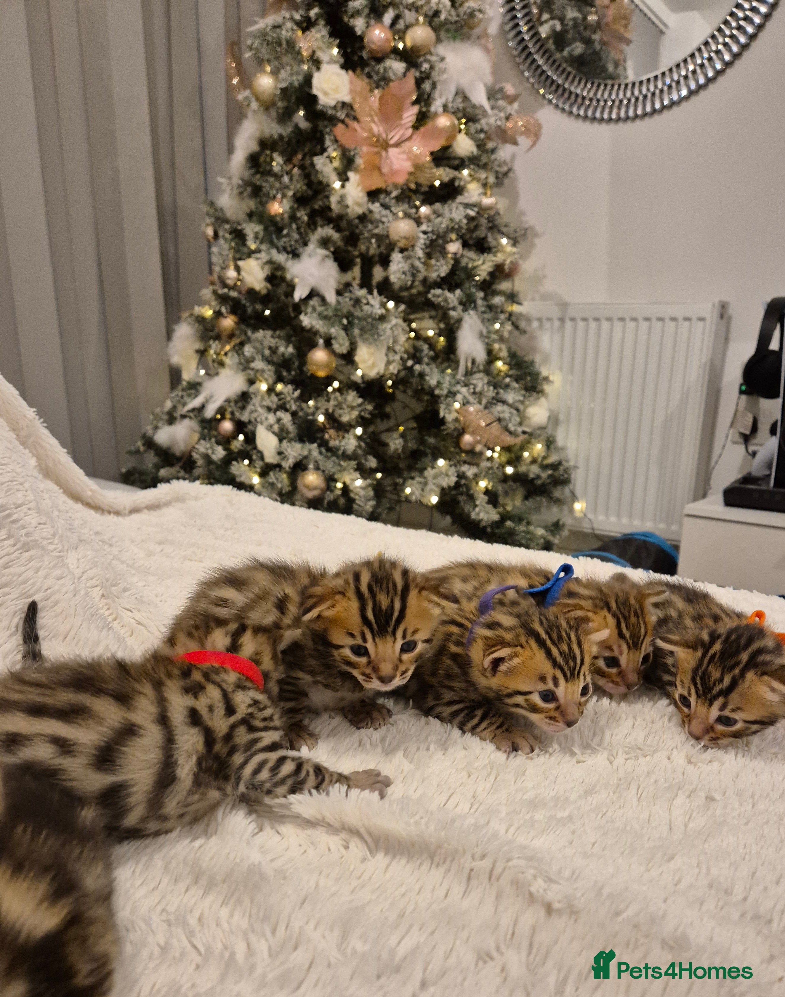 Bengal cats 🐾6 Beautiful Bengal Kittens🐾 - Advert 1