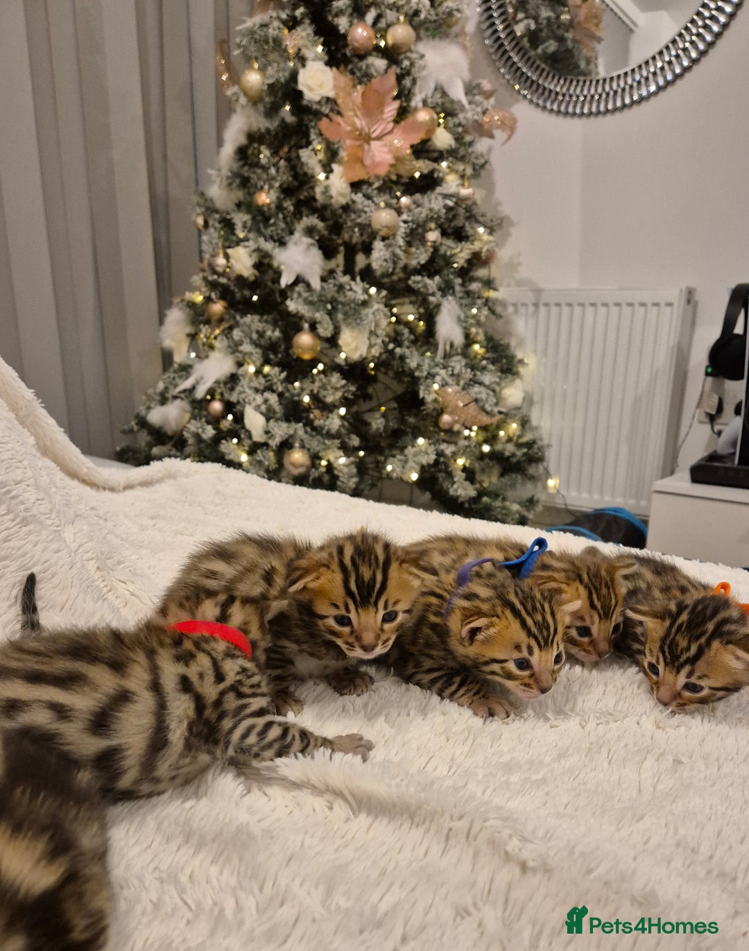 Bengal cats for sale: 🐾6 Beautiful Bengal Kittens🐾 - Advert 1
