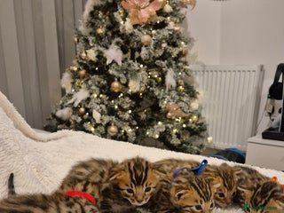Bengal cats 🐾6 Beautiful Bengal Kittens🐾 - Advert 1