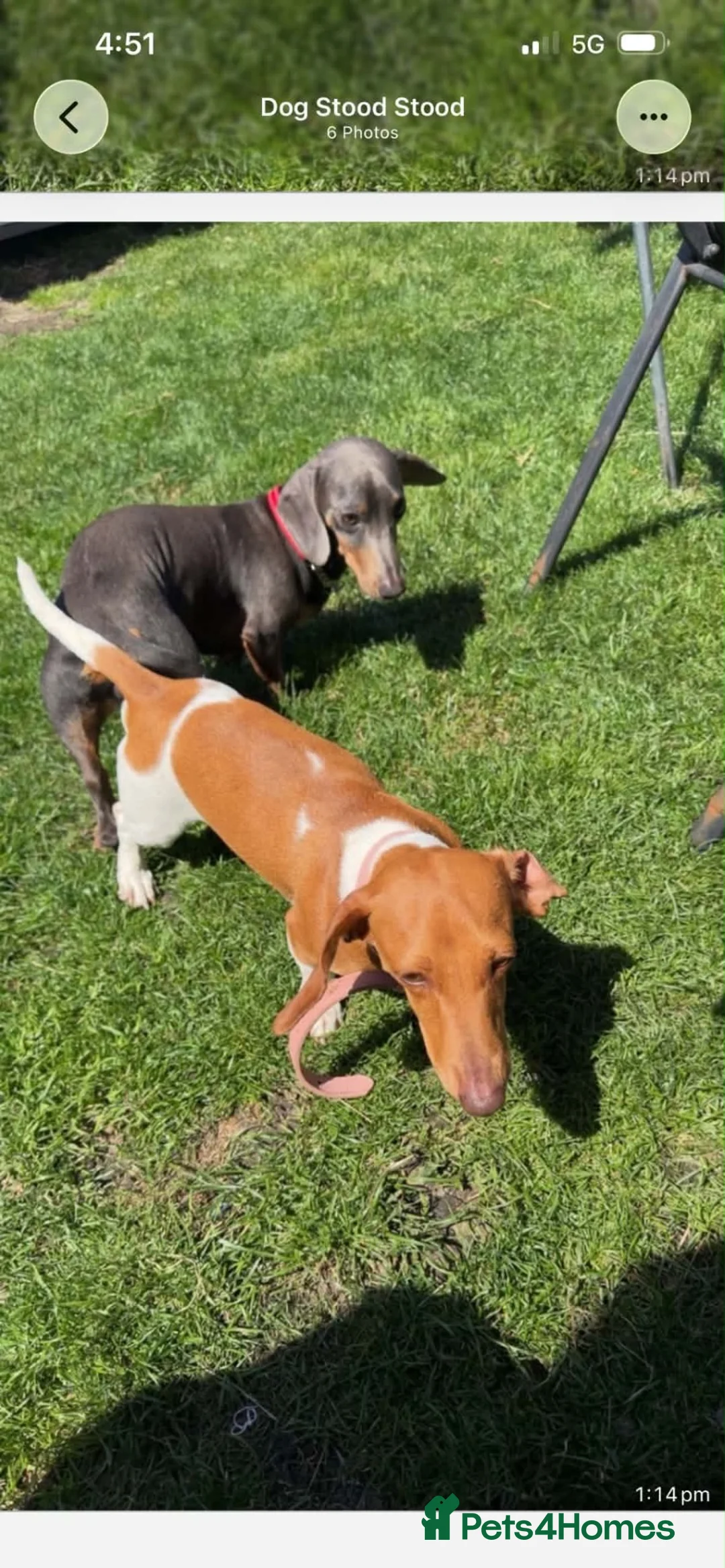 Dachshund dogs for sale: Dachshund  puppies - Advert 8
