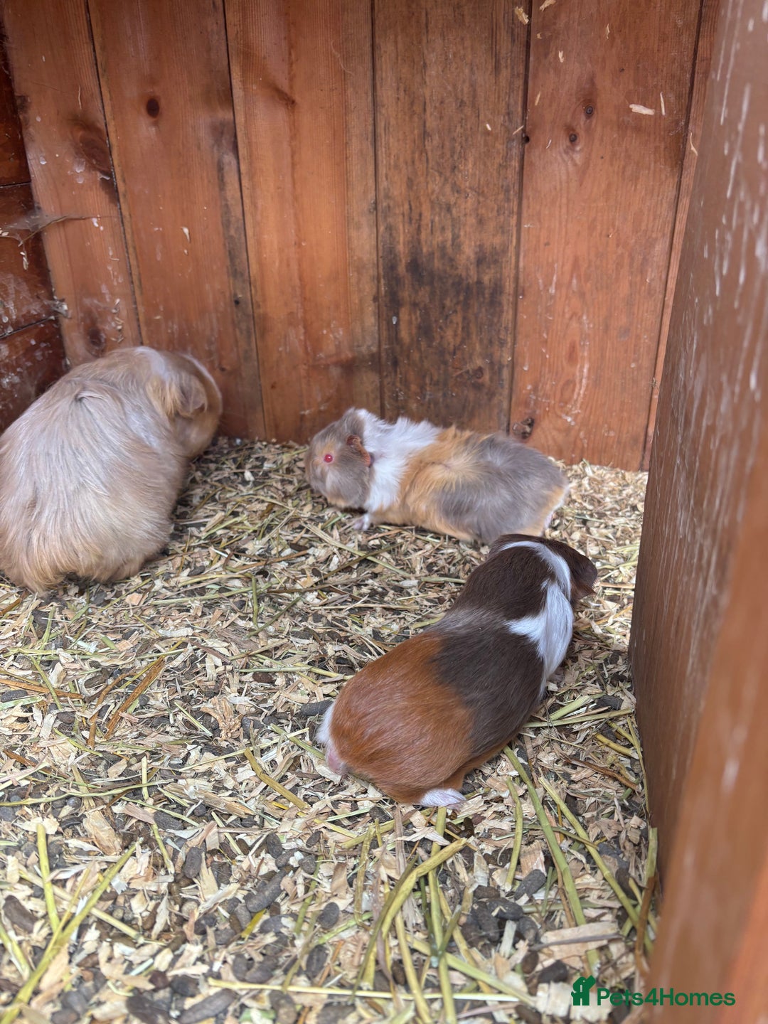 Guinea Pig rodents for sale: guinea pigs  - Image 7