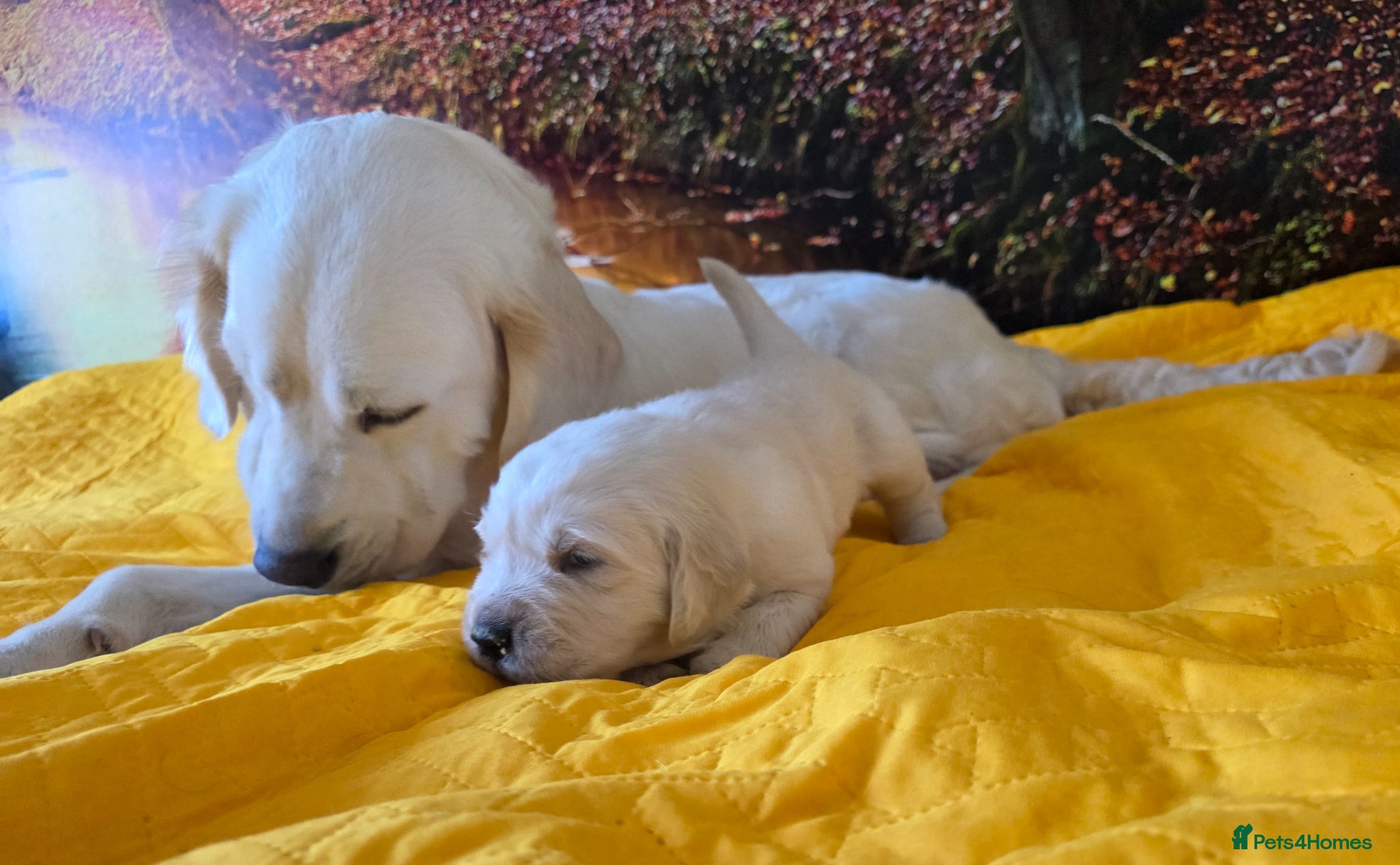 Golden Retriever dogs Golden Retriever Puppies - Advert 2