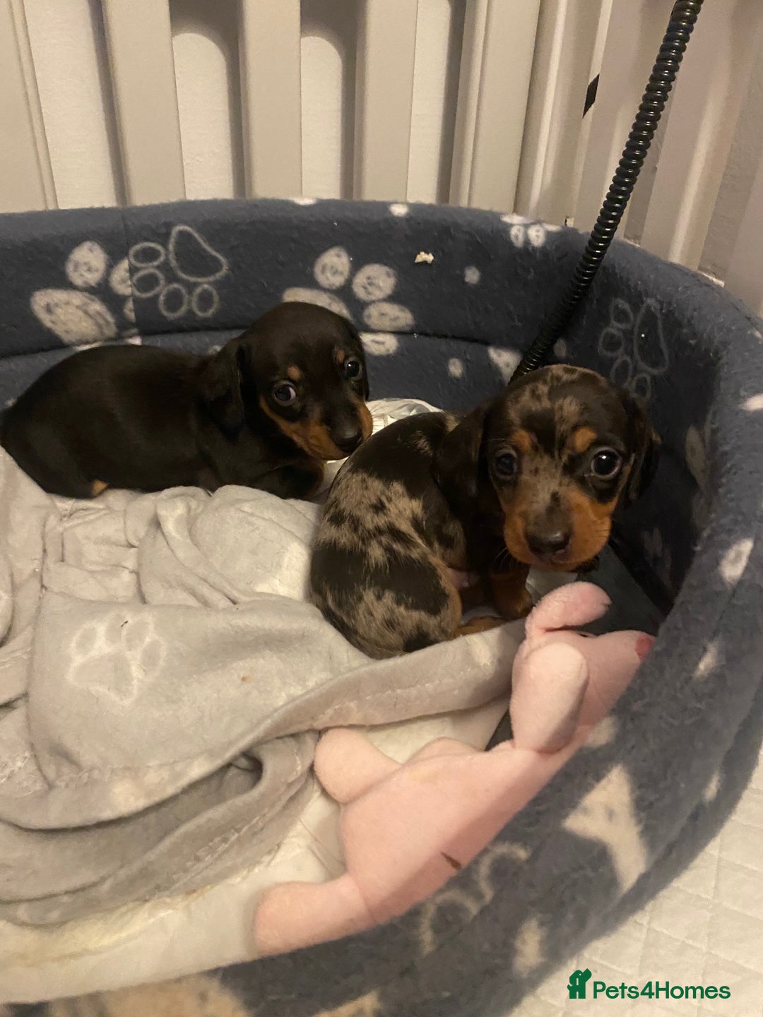 Miniature Dachshund dogs for sale: REDUCED One female stunning miniature dachshund - Advert 12