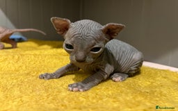 Sphynx cats for sale: 3 beautiful GIRlS available ❤️  - Image 13