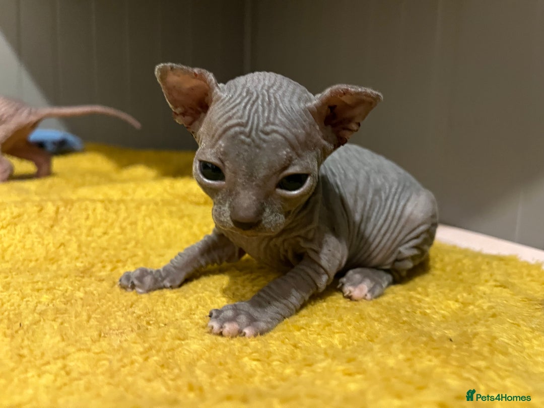 Sphynx cats for sale: 3 beautiful GIRlS available ❤️  - Image 13