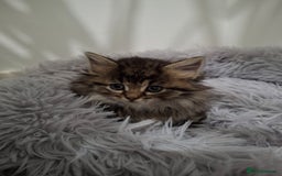 Ragdoll cats for sale: Beautiful Bengal/Ragdoll Male Kitten - Image 16
