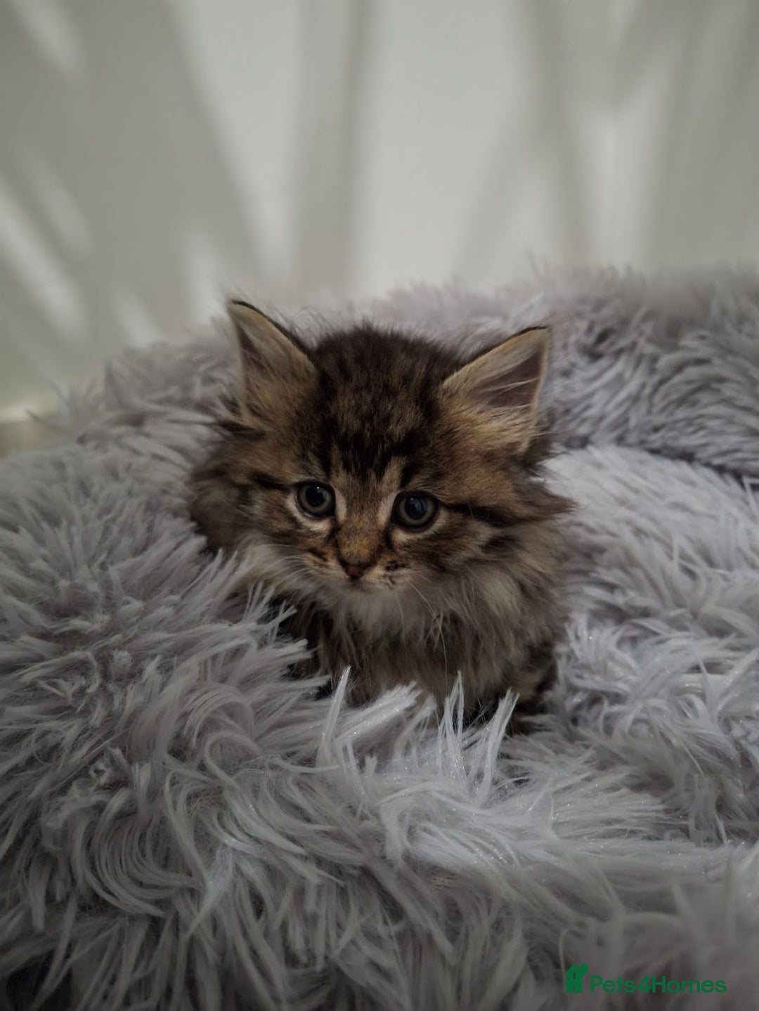 Ragdoll cats for sale: Beautiful Bengal/Ragdoll Male Kitten - Image 16