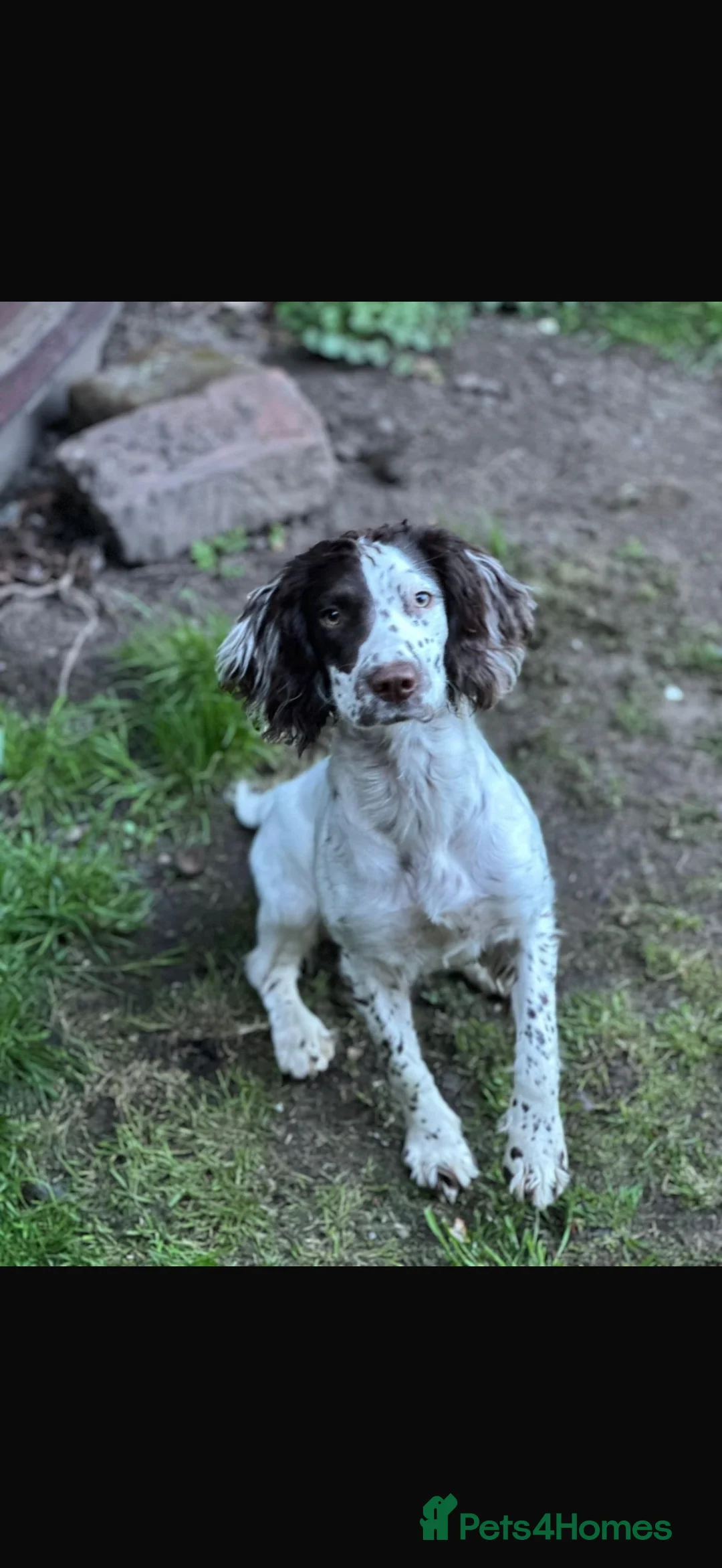 Springador dogs for sale: Springador in Droitwich - Advert 1