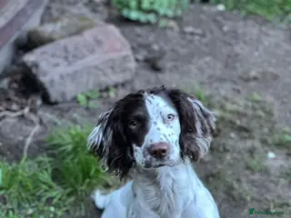 Springador dogs Springador - Advert 6