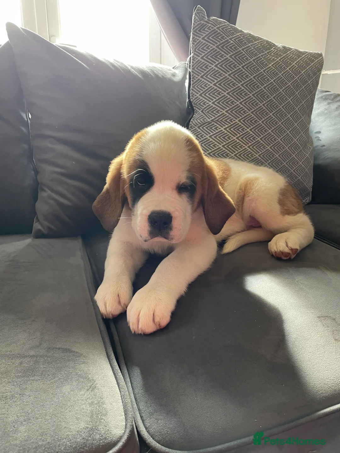 Saint Bernard dogs for sale: Kc registered Saint Bernard ready to leave!  - Advert 2