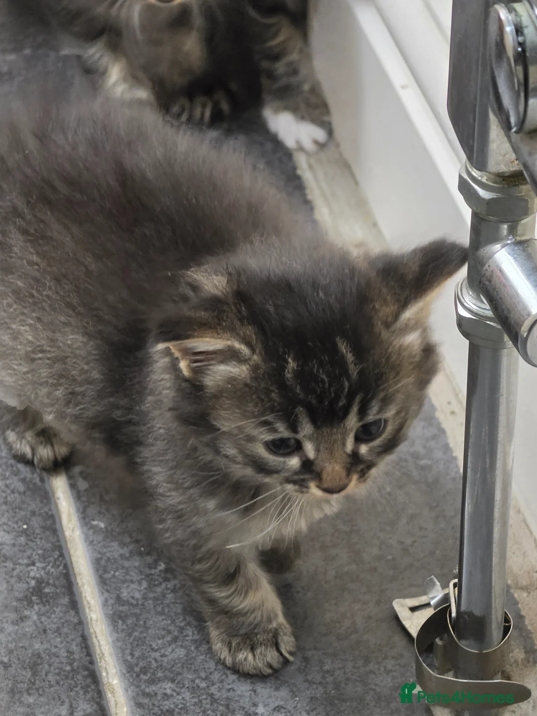 Persian cats for sale: Fluffy Perisan Kittens looking for Forever Homes in Edinburgh - Advert 29
